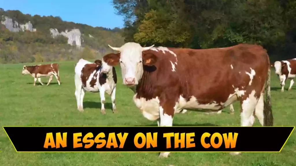 An Essay On The Cow